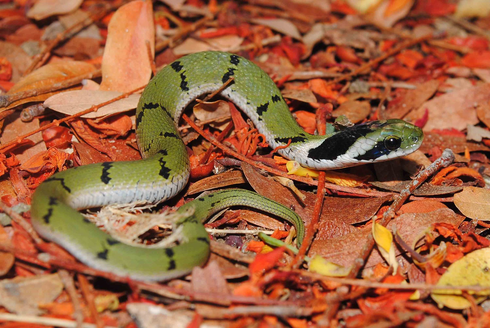 Sri Lankan Snake Species